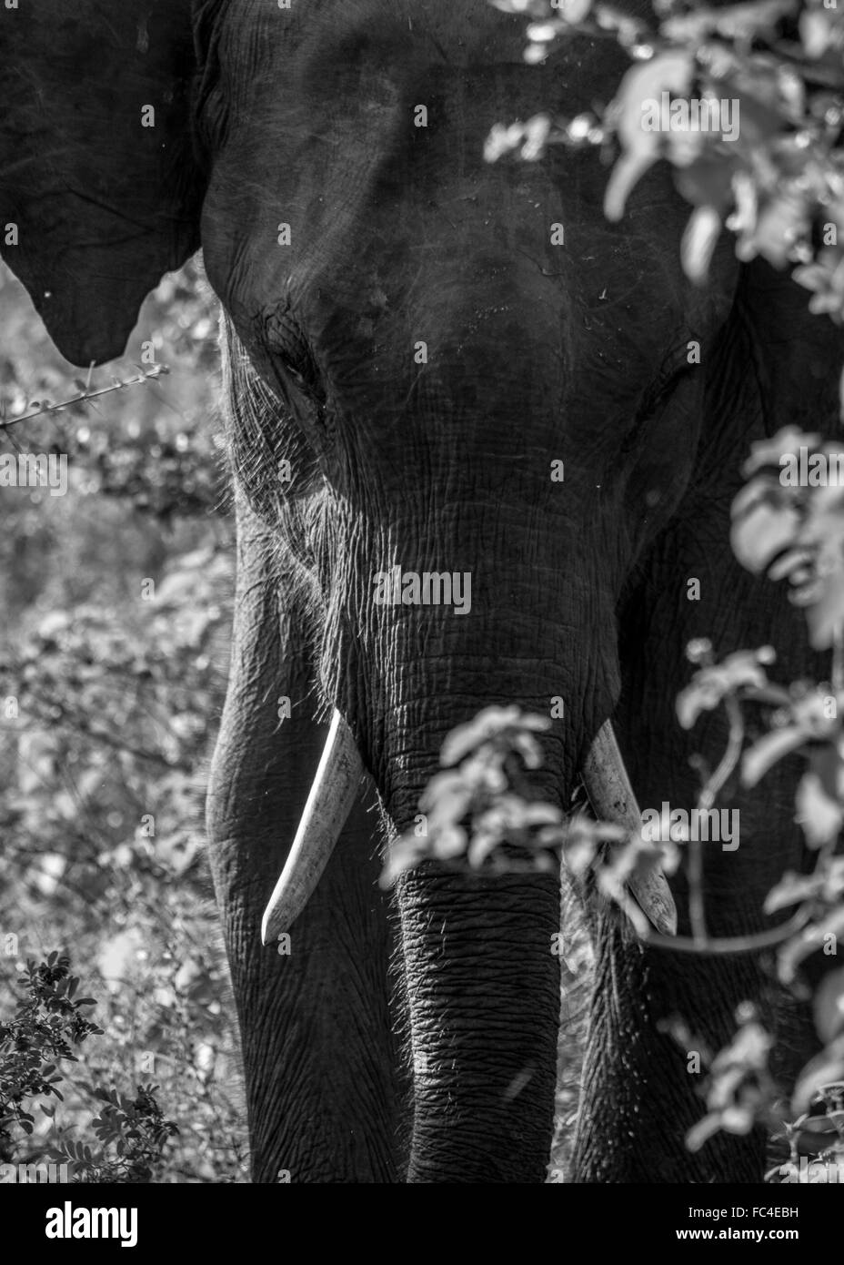 Wild elefante asiatico con il suo bambino in SriLanka Foto Stock