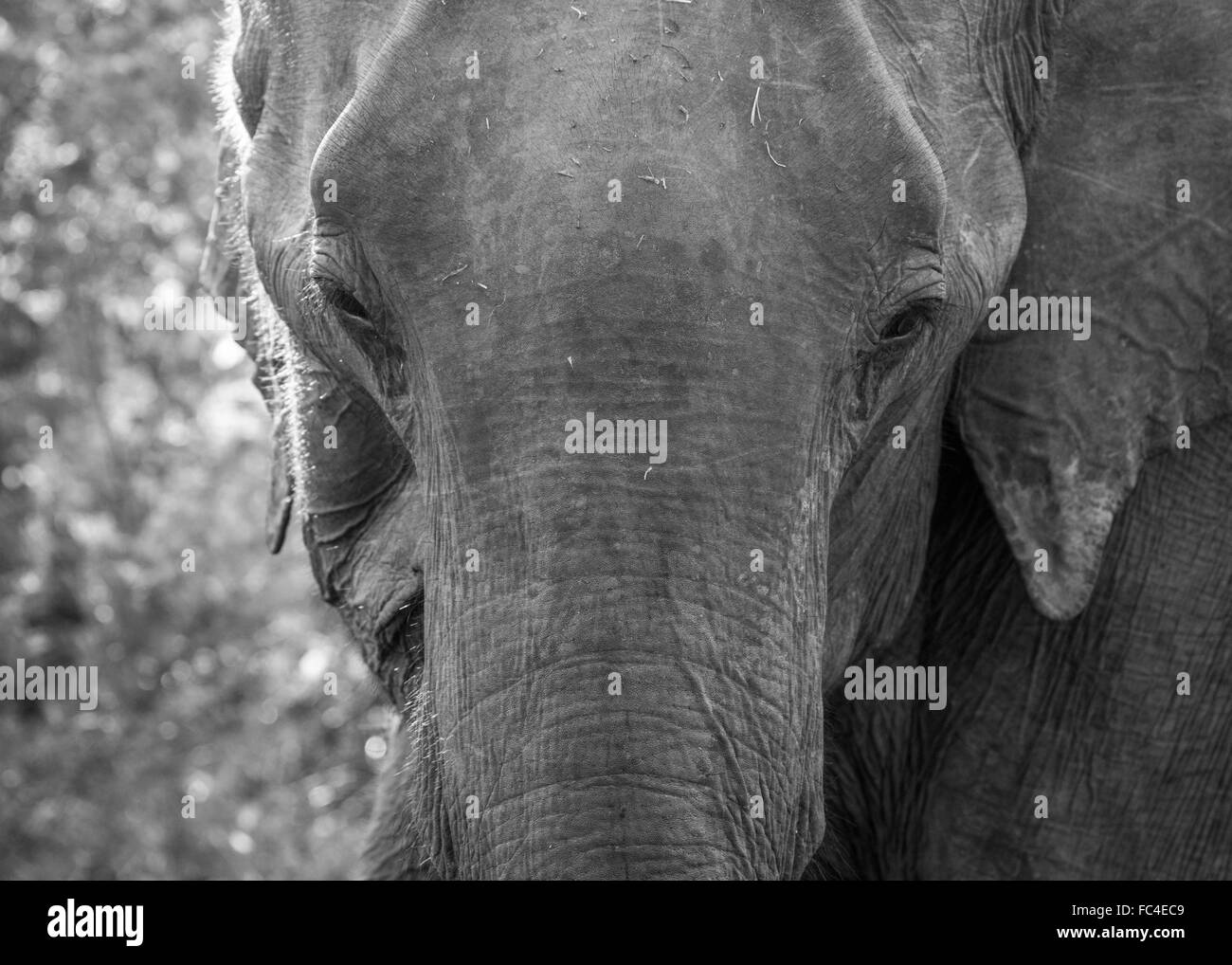 Una chiusura di un selvaggio elefante asiatico in Udawalawe parco nazionale, SriLanka Foto Stock