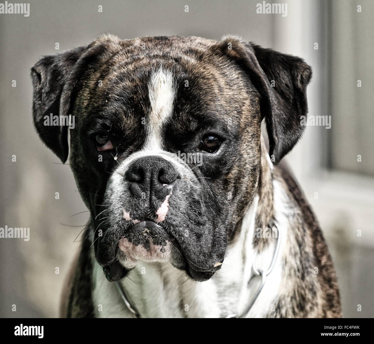 cane del pugile Foto Stock