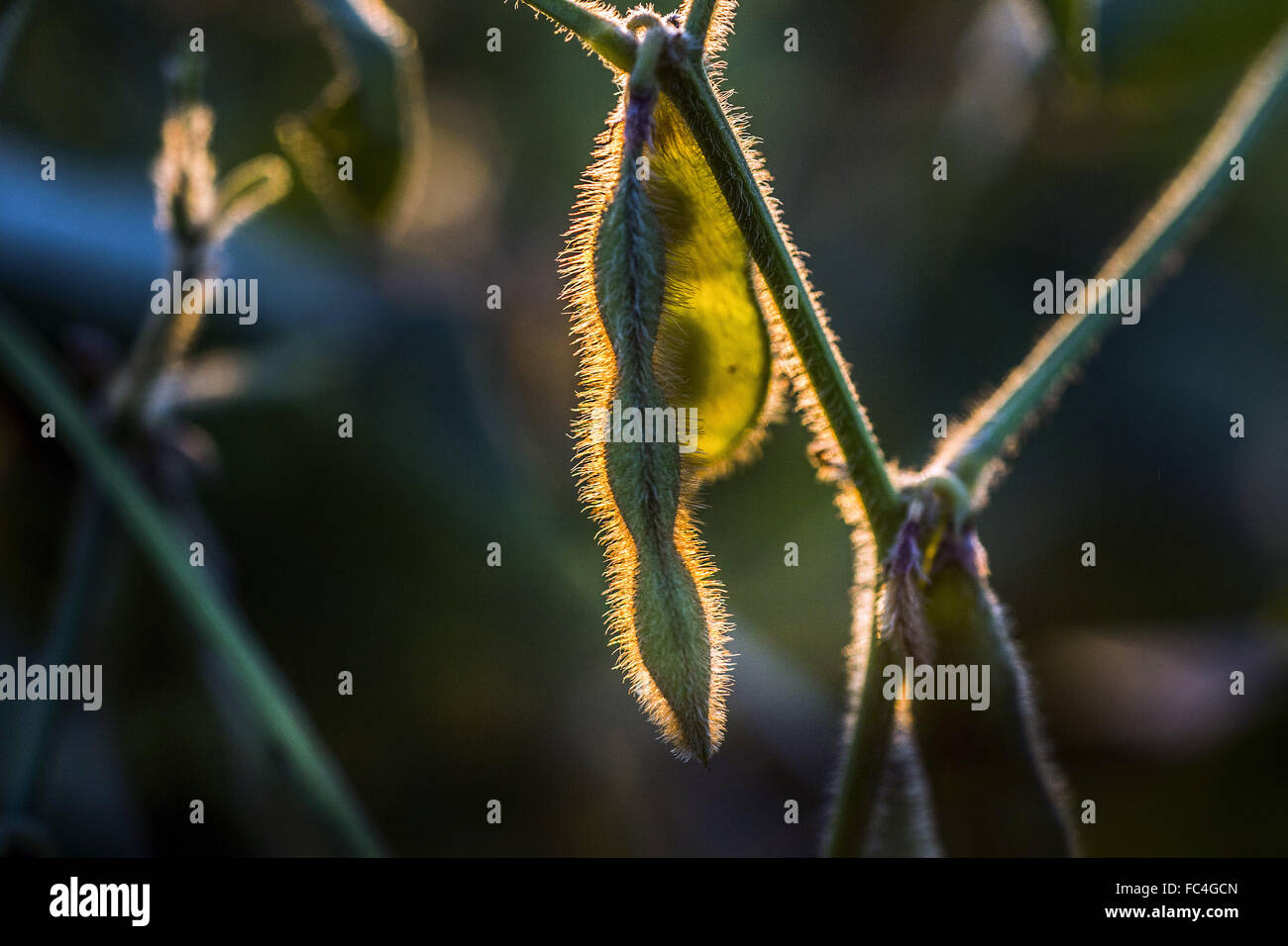 Pod di soia dettaglio in campagna Foto Stock