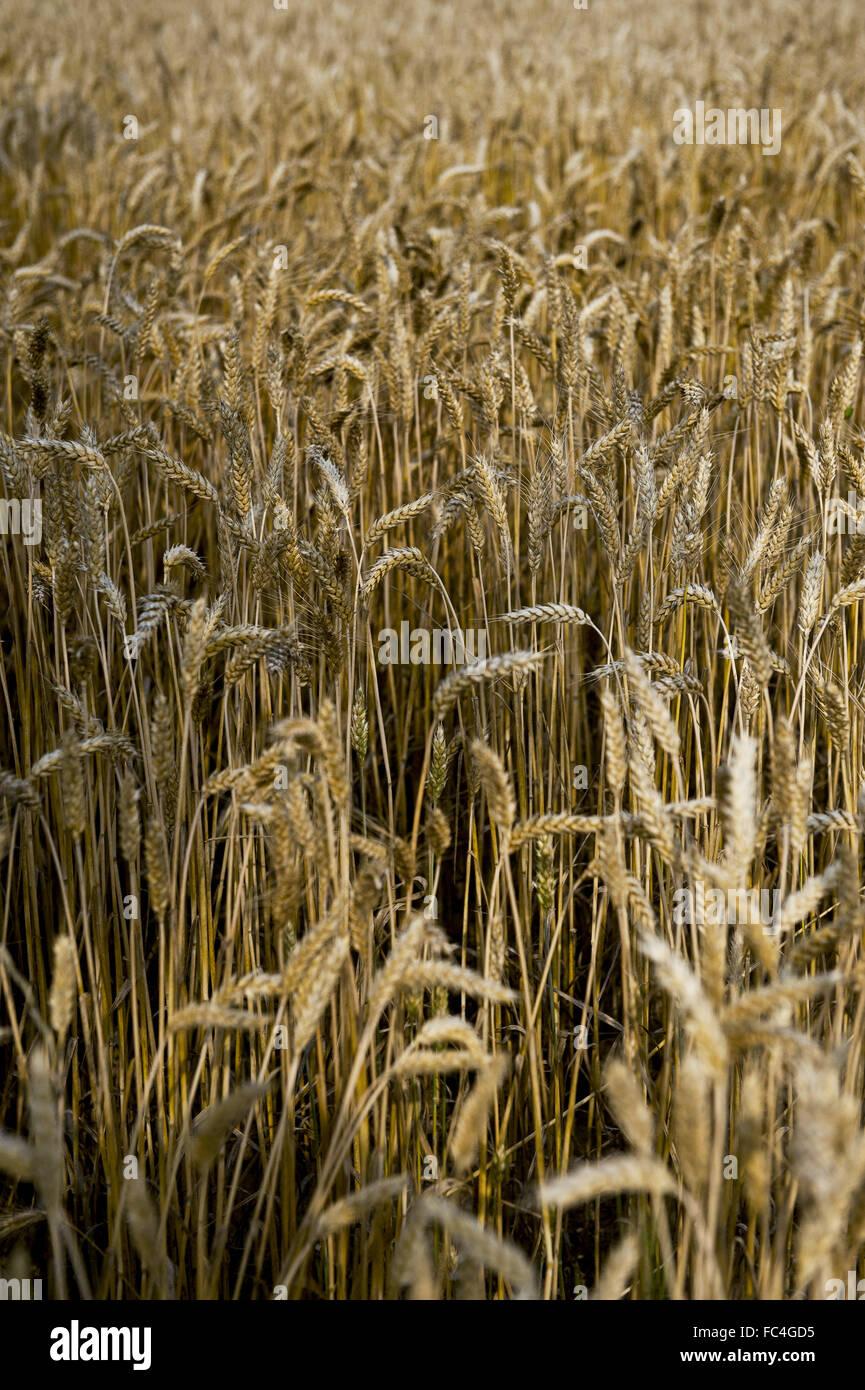 Piantagione di grano nel nord Italia - Regione Lombardia Foto Stock
