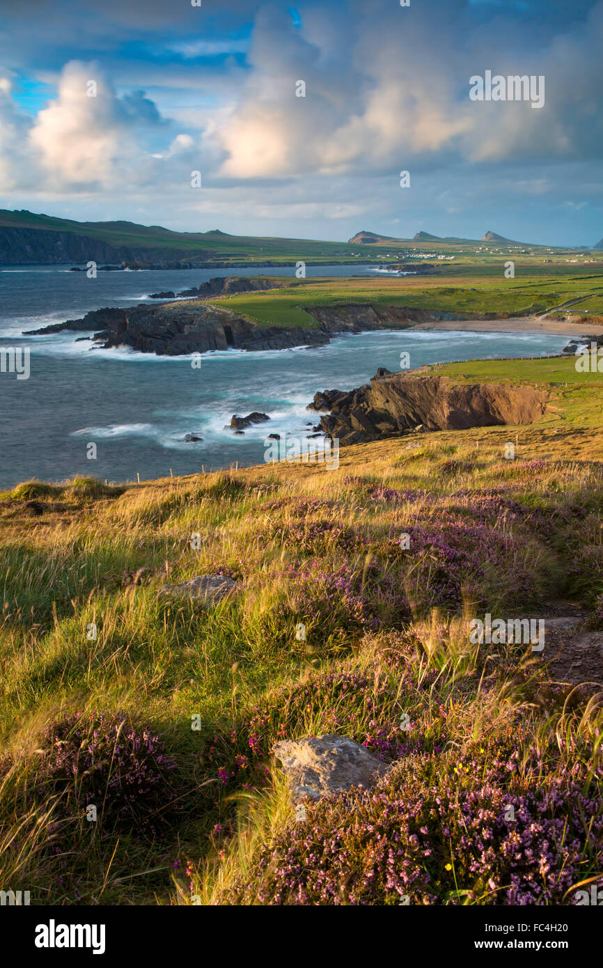 Sera La luce solare sulla baia di Ballyferriter, Sybil punto e i picchi delle Tre Sorelle, penisola di Dingle, nella contea di Kerry, Irlanda Foto Stock