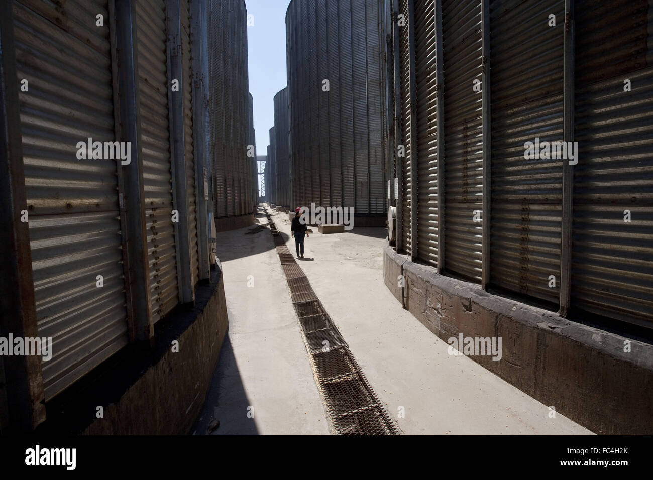 Lavoratore di silos di stoccaggio, - granella di mais, di soia e di frumento - una cooperativa city Foto Stock