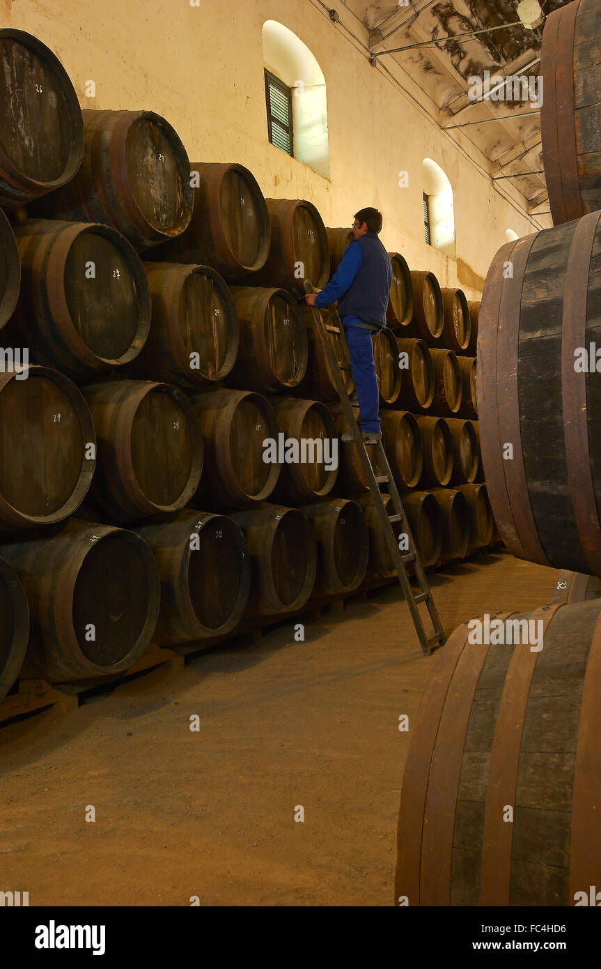 Montilla, Perez Barquero Cantina, Montilla-Moriles percorso vinicolo, Cordoba, Andalusia, Spagna Foto Stock