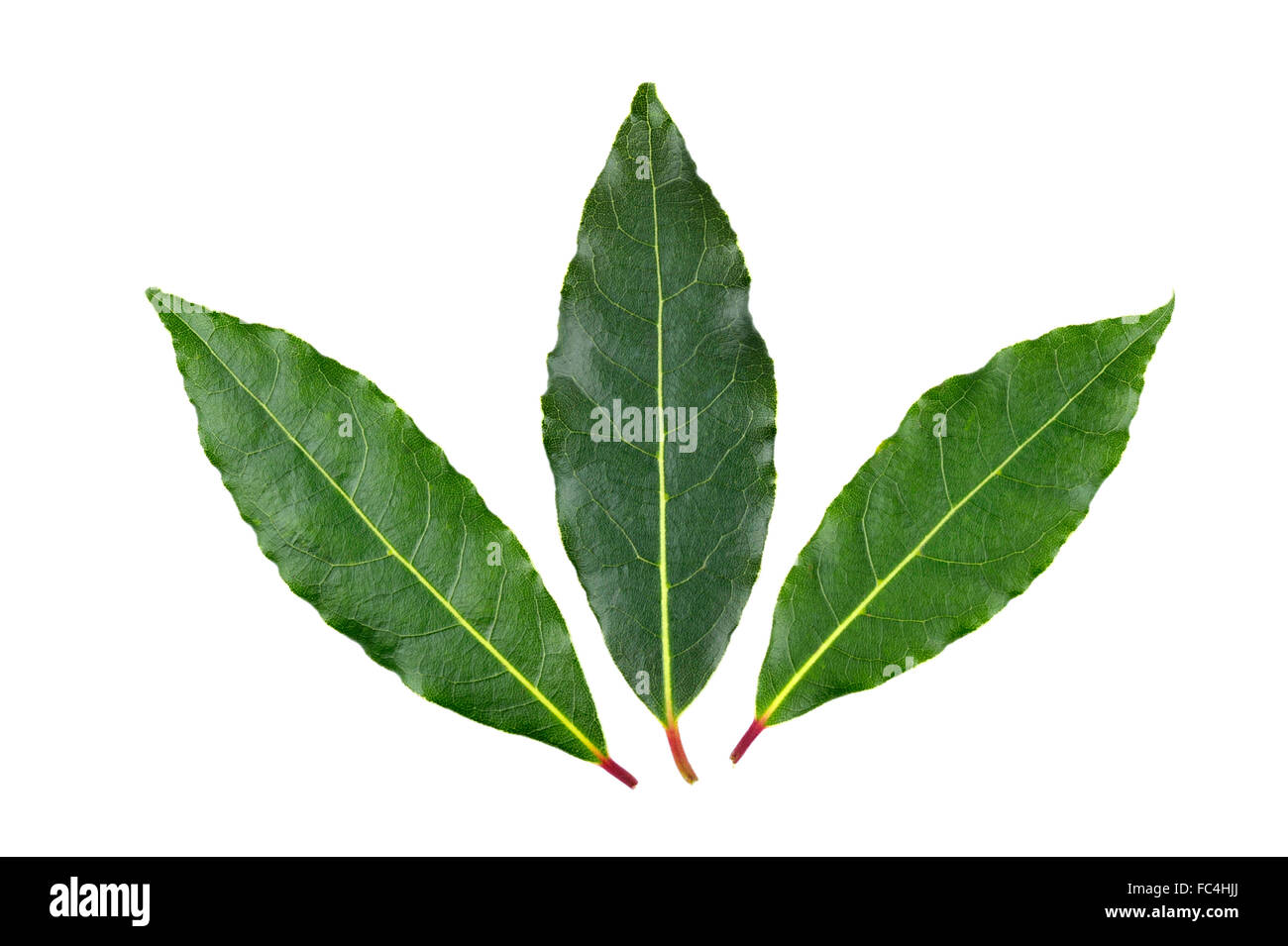 Tre intere raccolte fresche foglie di alloro, dal Laurus Nobilis o bacche di  alloro, ad albero per uso come un ingrediente culinario Foto stock - Alamy
