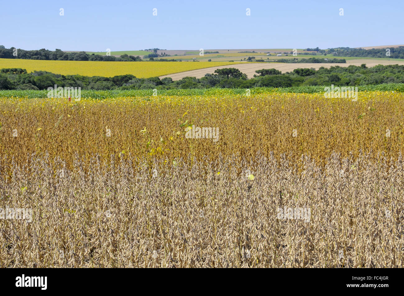 Il test di piante transgeniche di varietà di soia nella stagione sperimentale Foto Stock