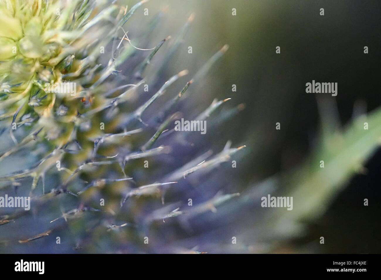 Botanica paesaggio inglese gelo invernale Stock di macro di fiori Fotografia Foto Stock
