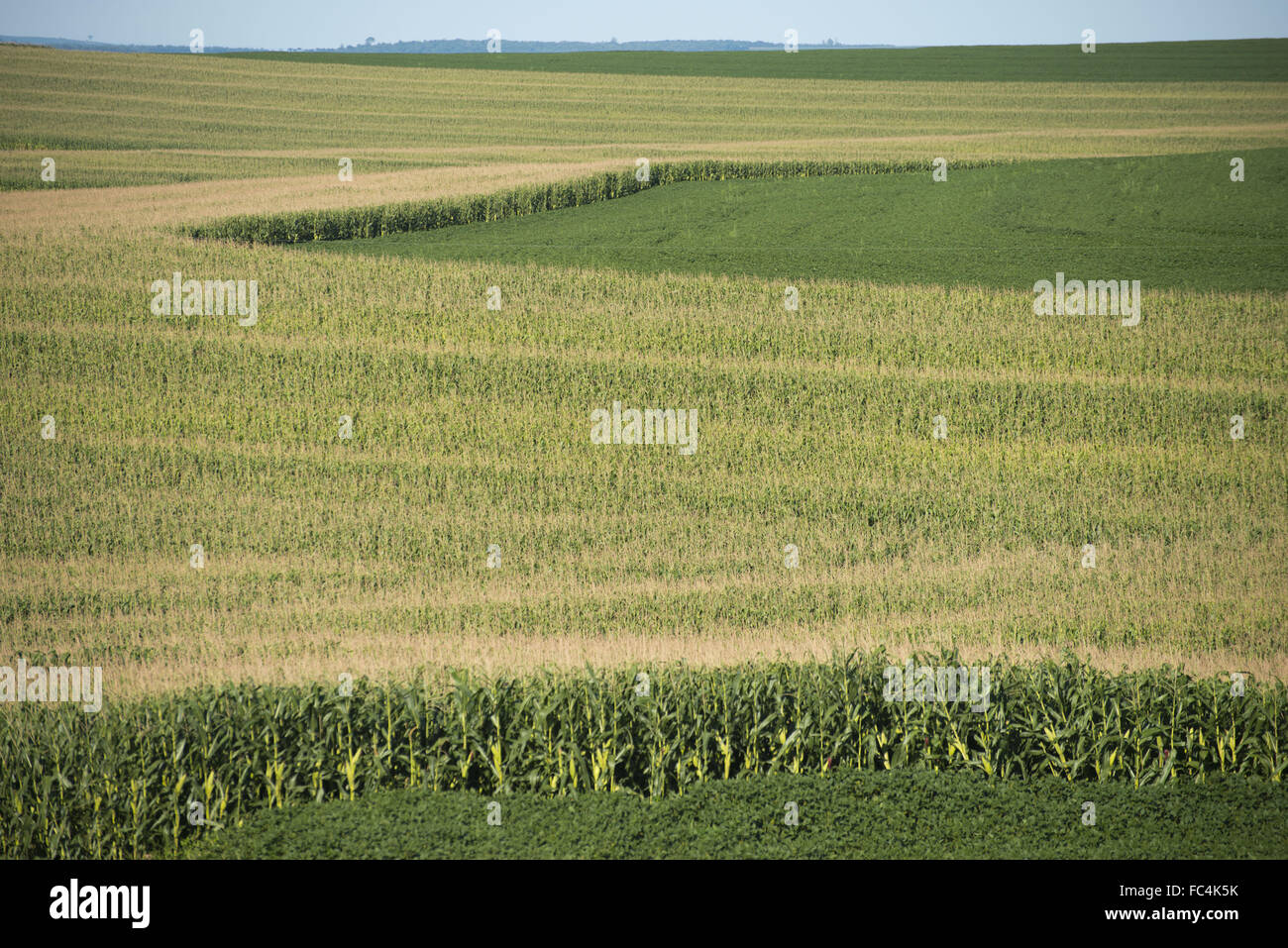 Piantagione di fagioli di soia e mais in campagna - rotazione delle colture Foto Stock Piantagione di fagioli di soia e mais in campagna - rotazione delle colture Foto Stock