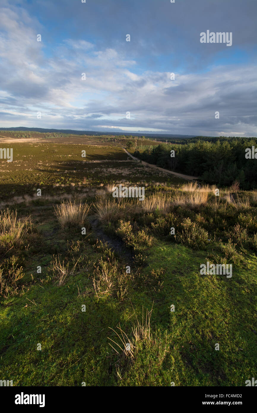 Vista su tutta Hankley comune, Surrey, Regno Unito. Foto Stock