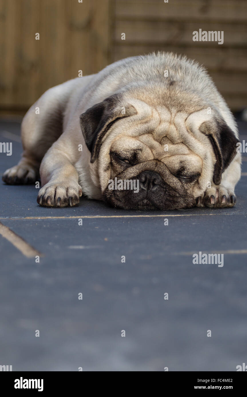 Un Pug cane dormire su un pavimento di piastrelle Foto Stock