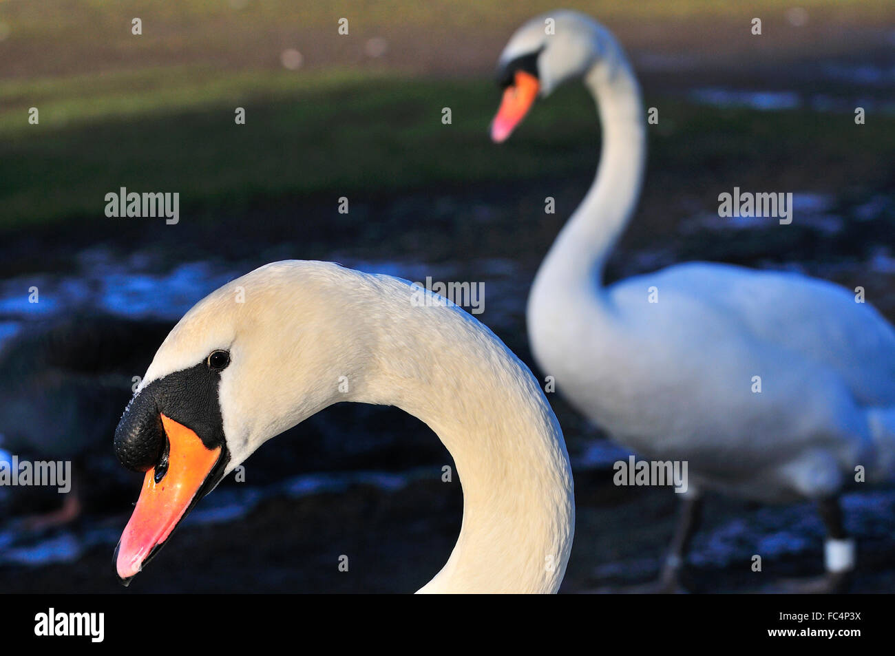 Dettaglio studio di bianco (Mute) swan swaddling sul Fiume Tamigi bankside . A ovest di Londra in lettura in Berkshire Foto Stock