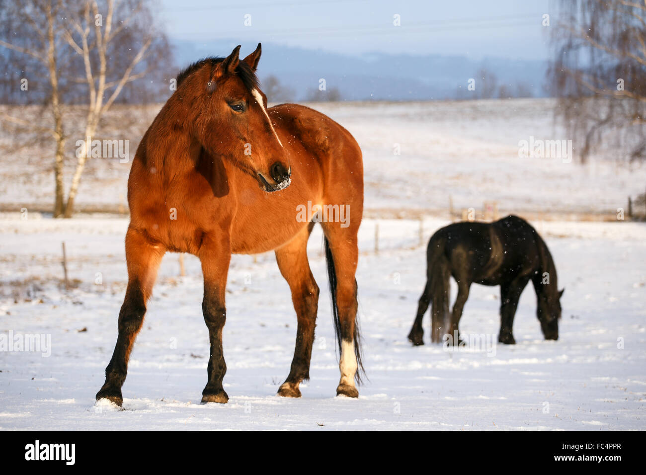 Rurale scena con due cavalli nella neve in una fredda giornata invernale. Foto Stock