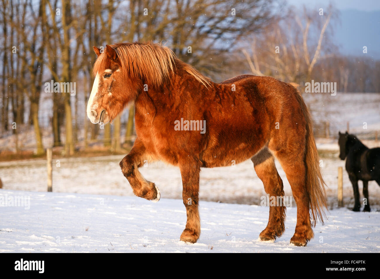 Rurale scena con due cavalli nella neve in una fredda giornata invernale. Foto Stock