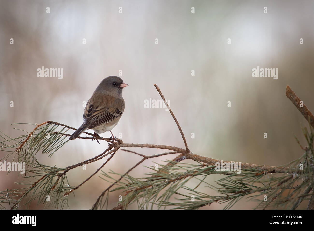 Dark Eyed Junco (Junco hyemalis) seduto sul ramo di evergreen Foto Stock