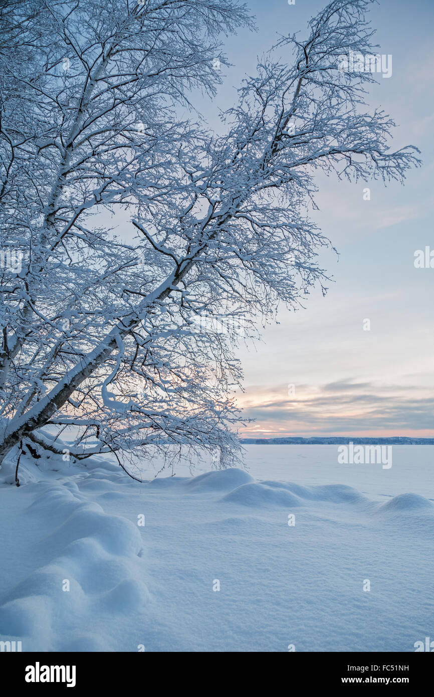 Snowbanks, alberi innevati e il lago in Finlandia al mattino in inverno. Foto Stock
