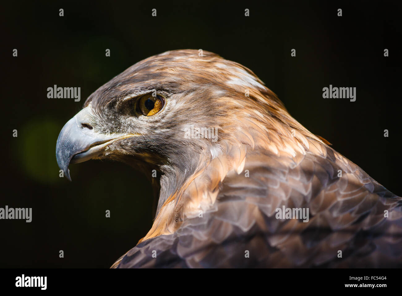 Aquila reale (Aquila chrysaetos). Bellissimo rapace alla testa. Sharp, intensa raptor's look in questo golden eagle's eye. Foto Stock