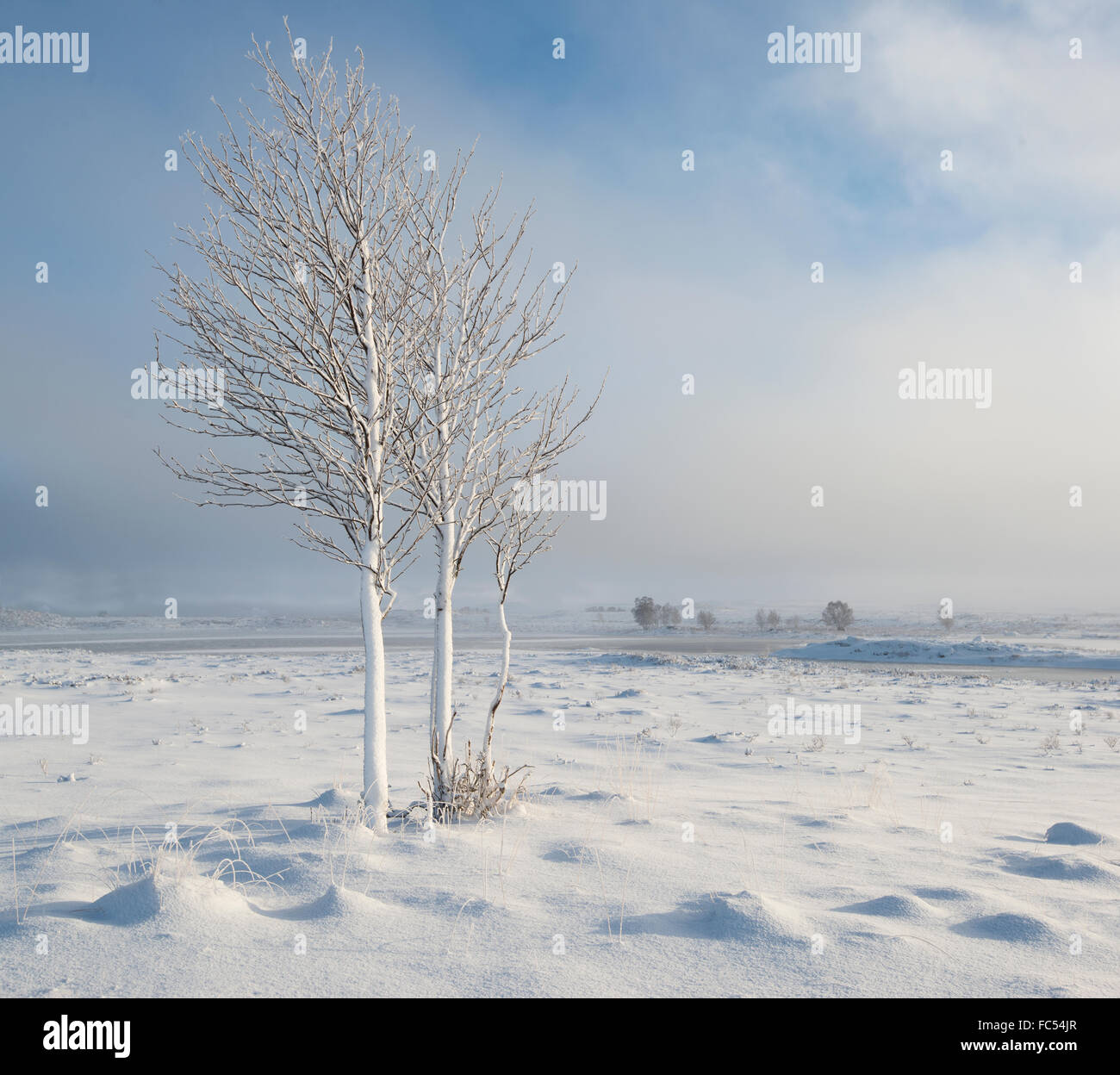 Coperta di neve alberi su misty Rannoch Moor,Scozia. Foto Stock