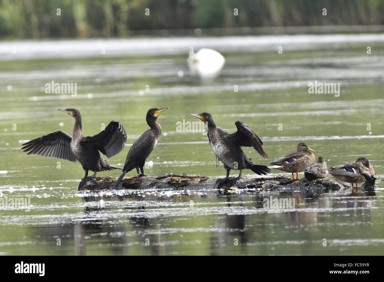 Cormorano Foto Stock