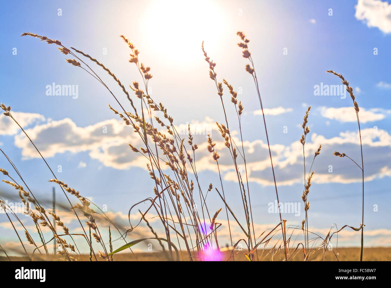 I gambi di erba Foto Stock