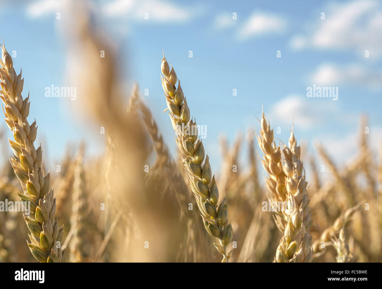 Spighe di grano Foto Stock