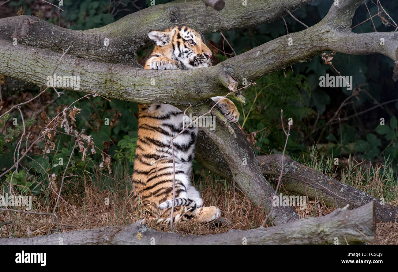 Maschio di tigre di Amur cub cerca di arrampicarsi su un albero Foto Stock