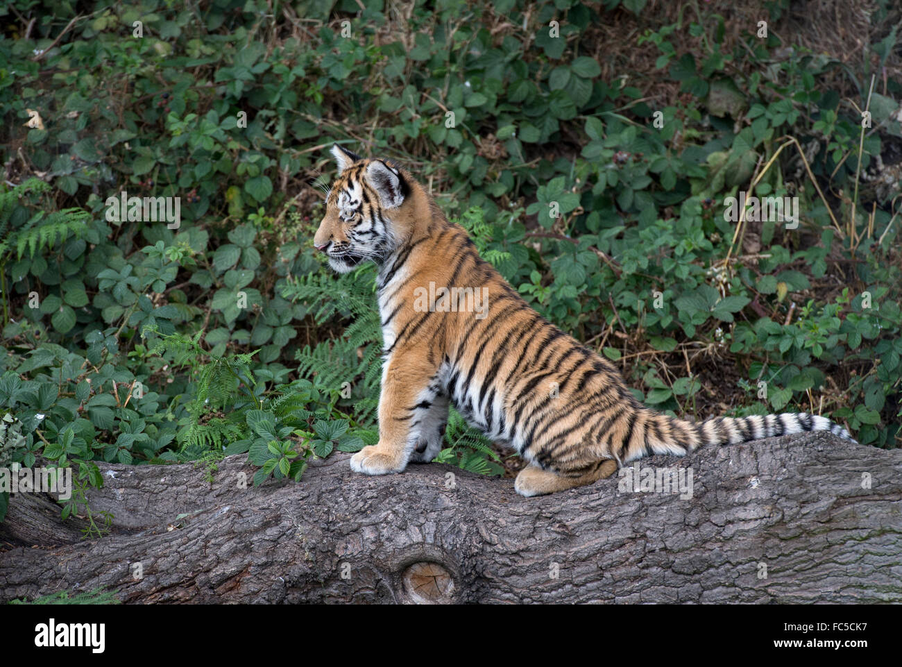 Maschio di tigre di Amur cub seduto sul ramo di albero Foto Stock