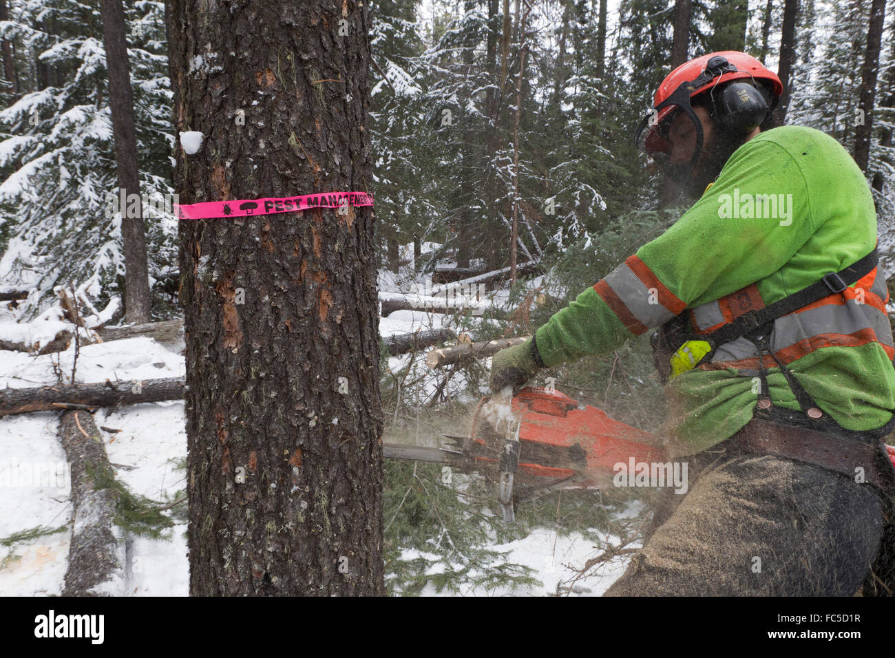 Distacco degli alberi di pino infestato da montagna coleottero del pino nei pressi del Grande Praire, Alberta, Canada Foto Stock