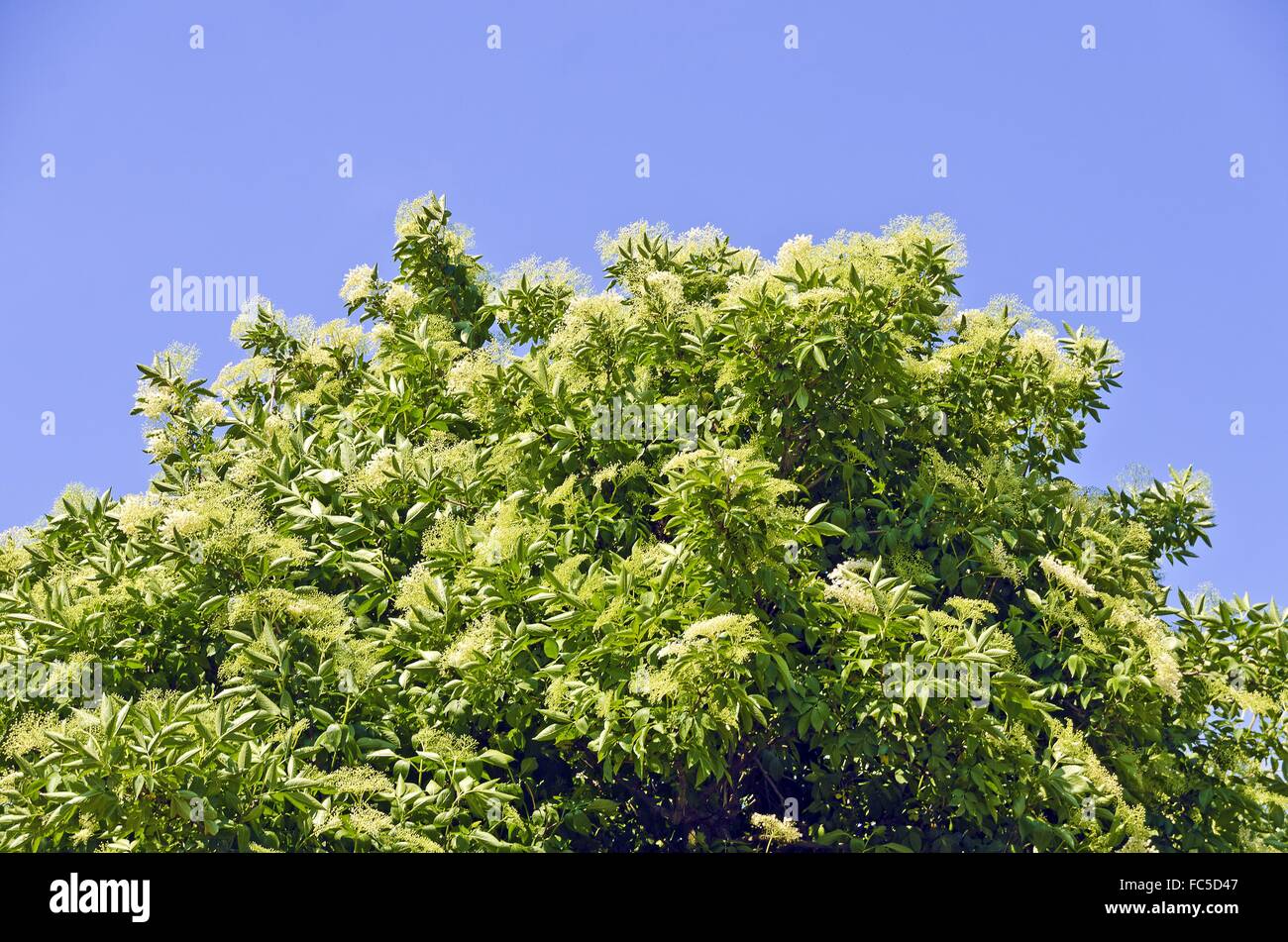 In alto di un fiorente elder bush Foto Stock