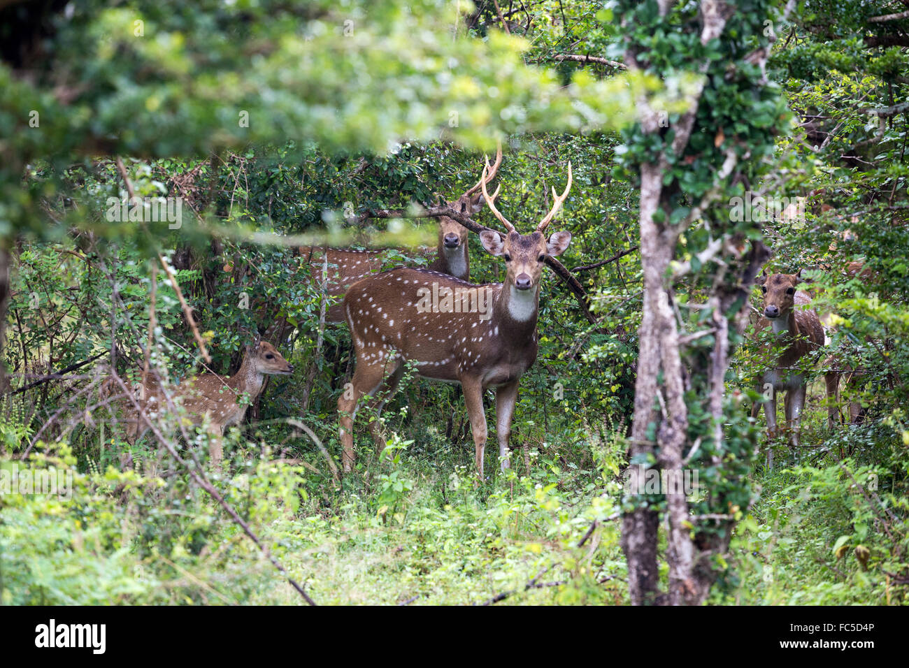 Kumana National Park, precedentemente Yala Est, Kumana, Provincia Orientale, Sri Lanka, Asia - Sri Lanka cervi asse Foto Stock