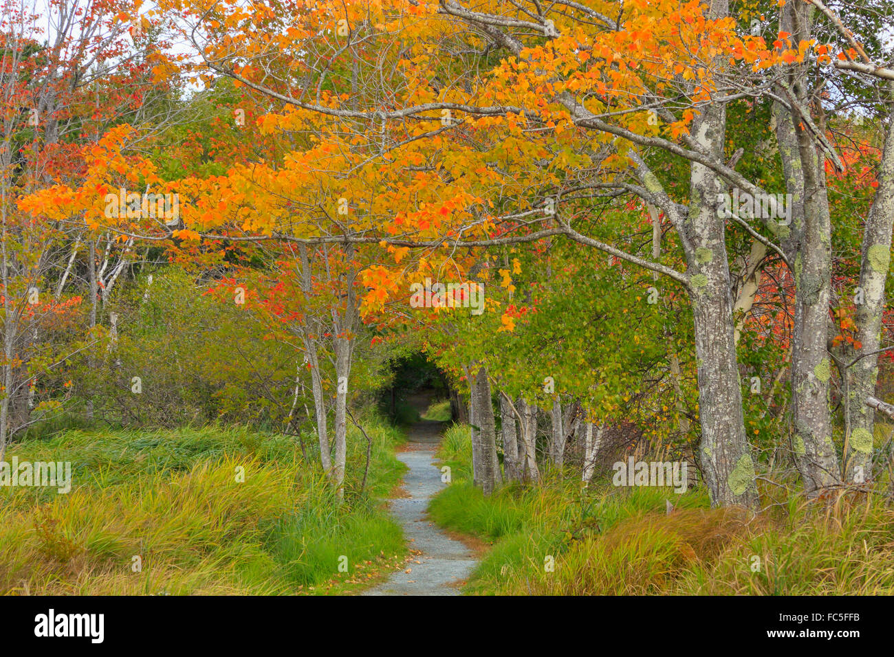 Jessup Trail, giardini selvatici di Acadia, Parco Nazionale di Acadia, Maine, Stati Uniti d'America Foto Stock