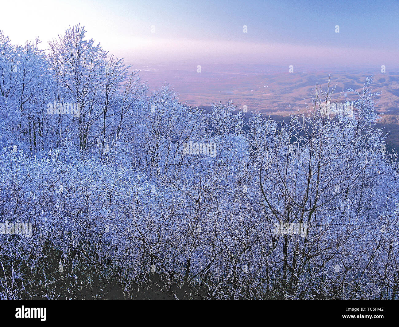 Coperte di ghiaccio rami di alberi in un trascurare vicino a Fort Mountain State Park, North Georgia, Stati Uniti d'America. Foto Stock