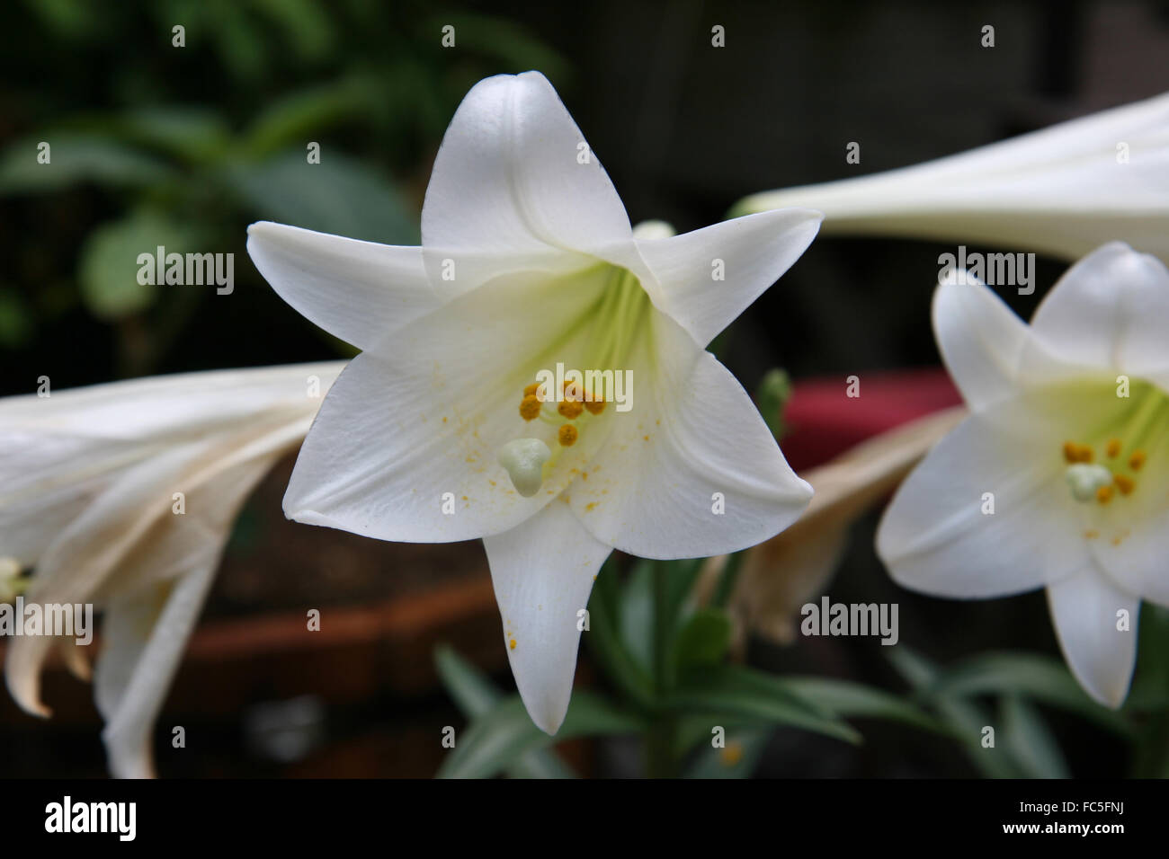La pasqua del giglio (Lilium longiflorum) in fiore. Foto Stock