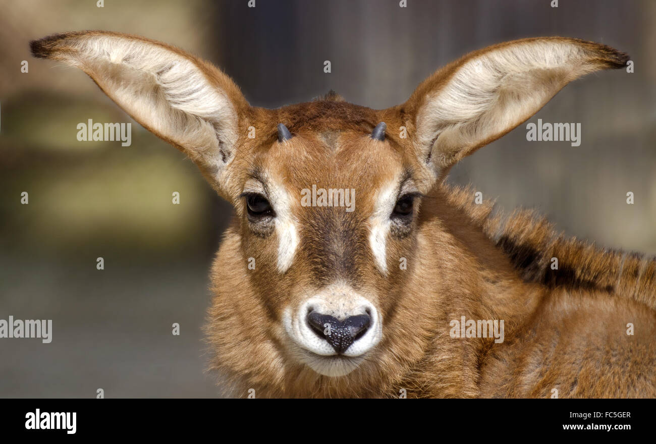 Capo di un puledro di stefano antelope Foto Stock