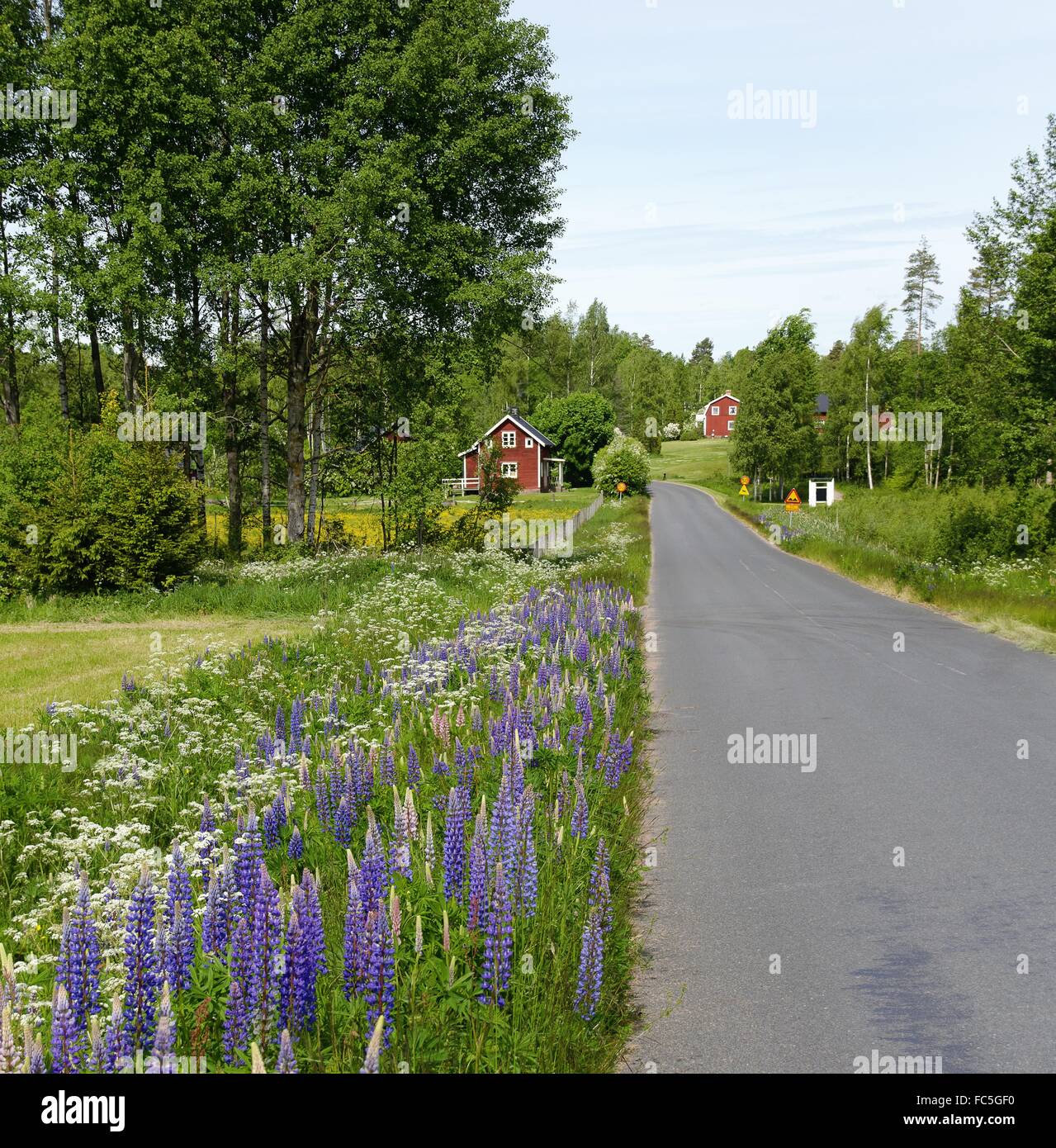 Strada con blu di fioritura di lupini dolci Foto Stock