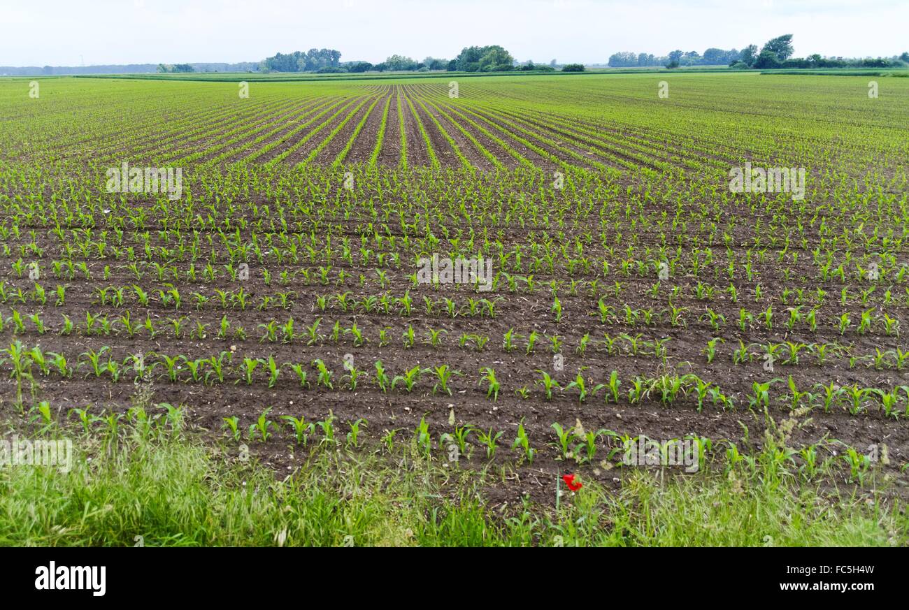 Campo di grano con giovani piante Foto Stock