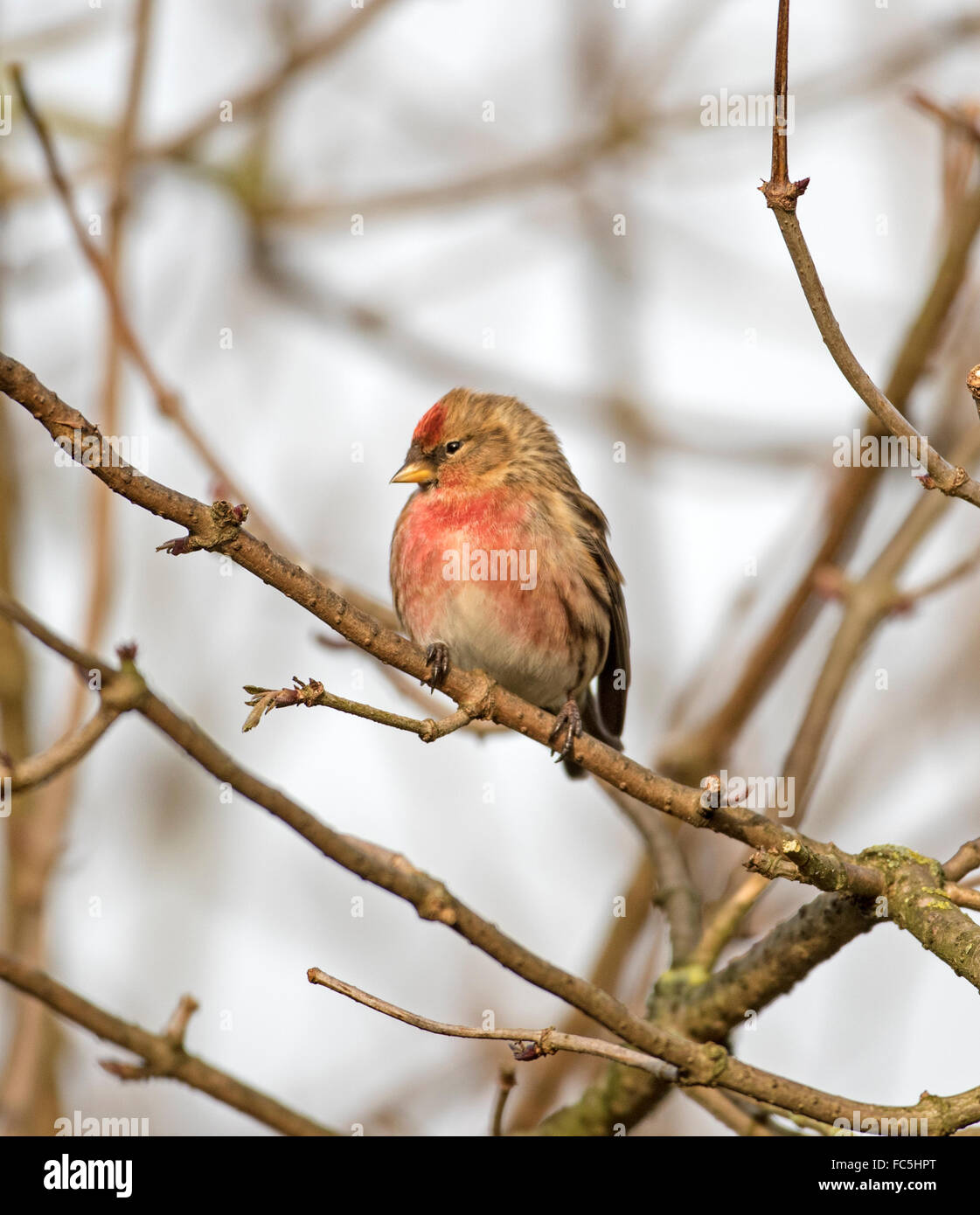 Comune (Redpoll Carduelis flammea) Foto Stock