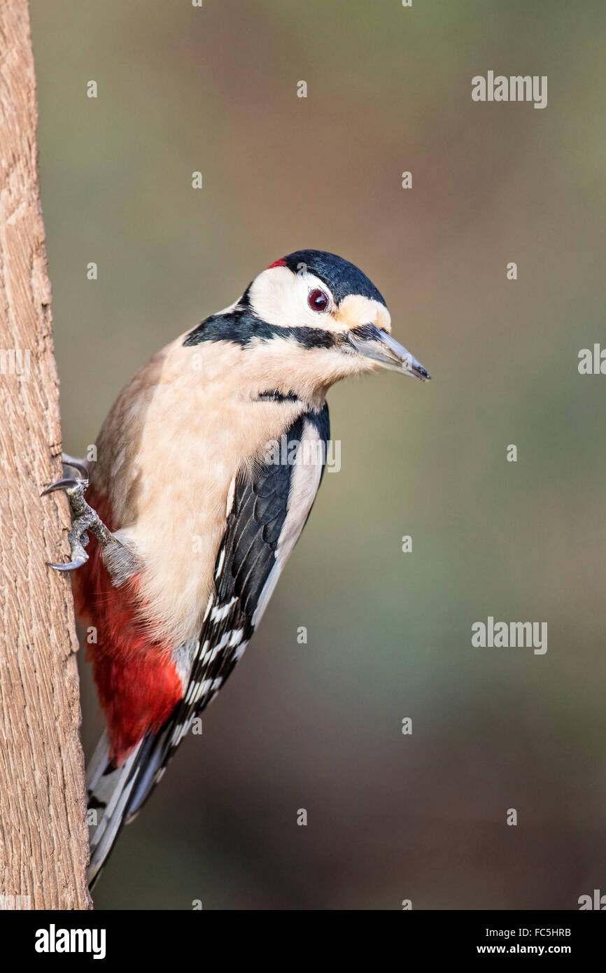 Picchio rosso maggiore (Dendrocopos major) Foto Stock