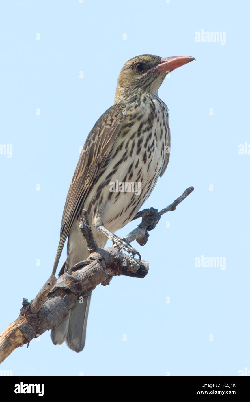 Oliva-backed Rigogolo (Oriolus sagittatus) Foto Stock