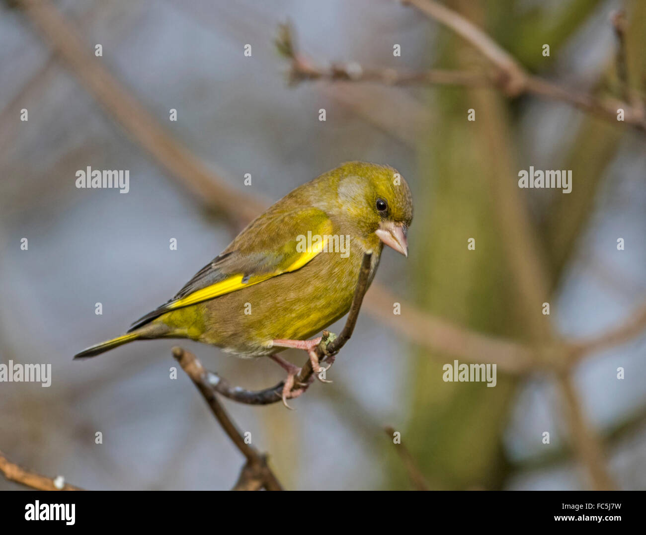 Verdone (Carduelis chloris) Foto Stock