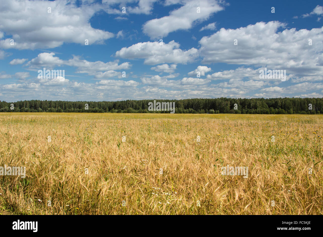 Campo di segale Foto Stock