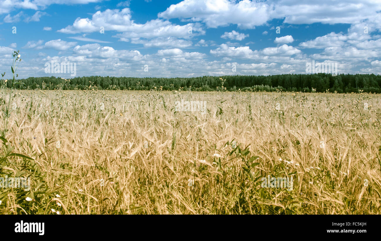 Campo di segale Foto Stock