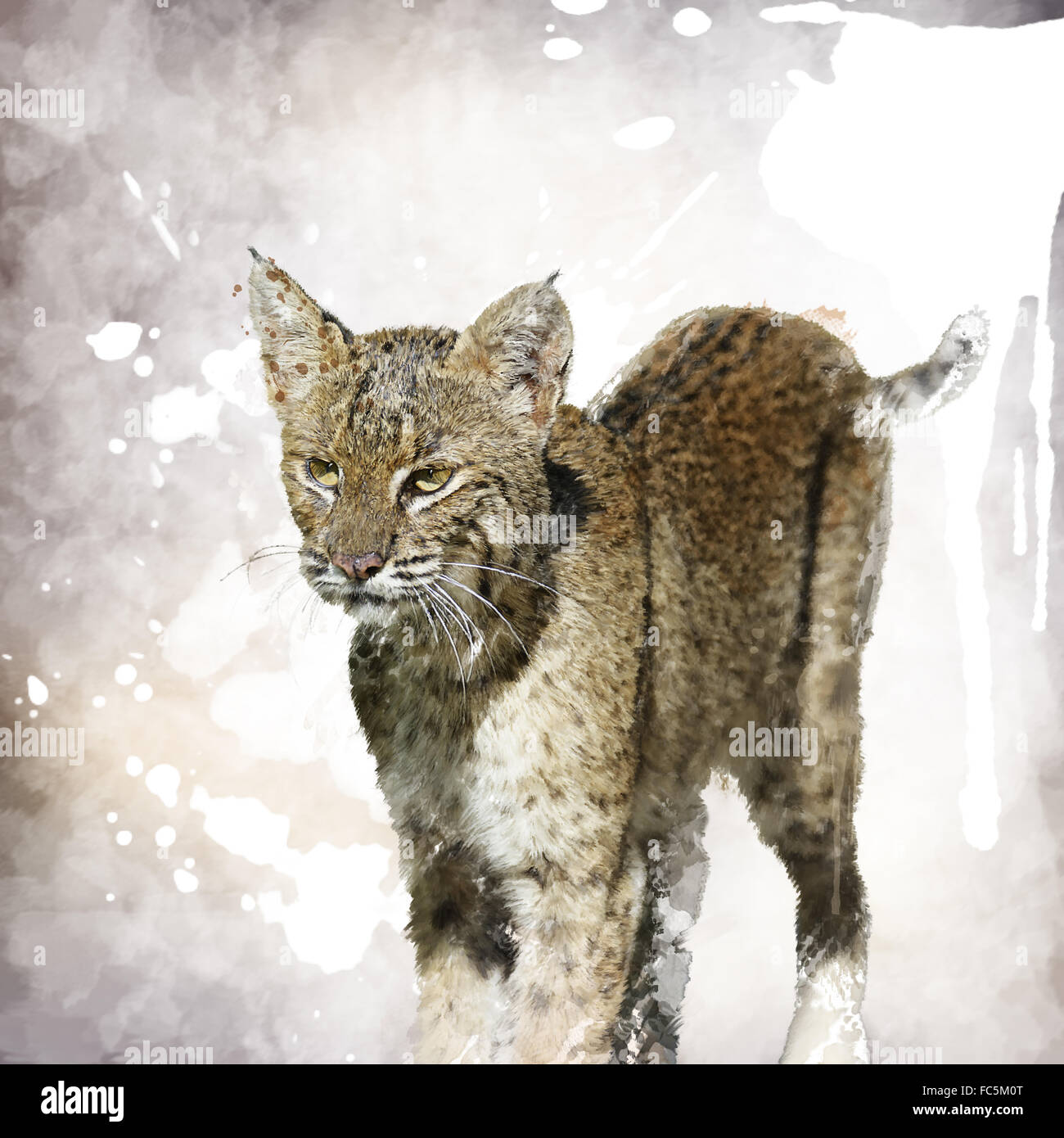 Bobcat acquerello Foto Stock
