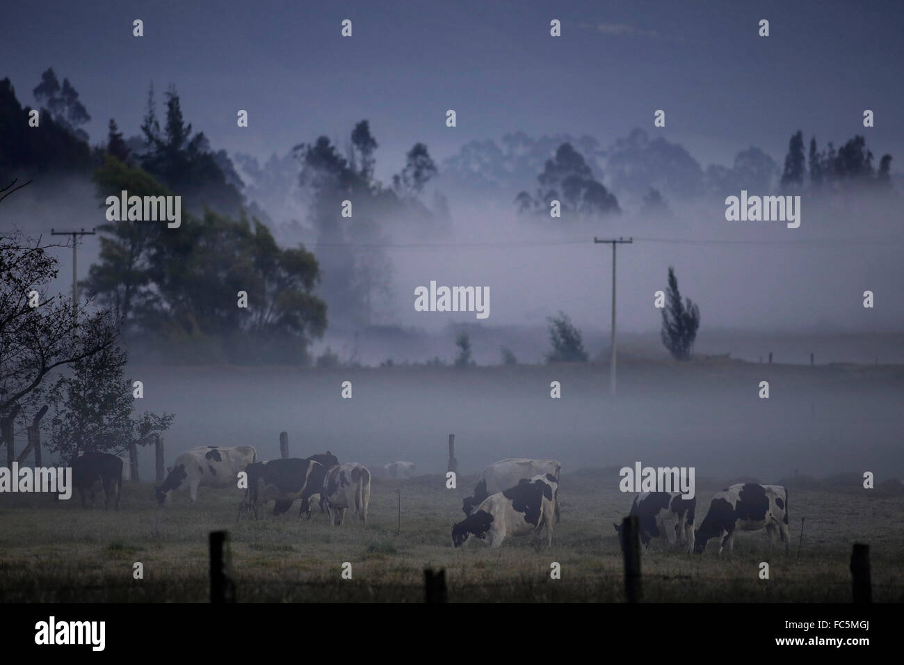 Cundinamarca, Colombia. Xx gen, 2016. Un banco di nebbia inondazioni un campo durante il fenomeno climatico noto come 'congela' in comune Gachancipa, Cundinamarca dipartimento, 45 km da Bogotà, capitale della Colombia, 20 gennaio, 2016. La Colombia vive il suo più caloroso gennaio negli ultimi cinque anni a causa di effetti di El Nino fenomeno, che hanno ridotto le precipitazioni e causato la red alert del rischio di incendio. Credito: Jhon Paz/Xinhua/Alamy Live News Foto Stock