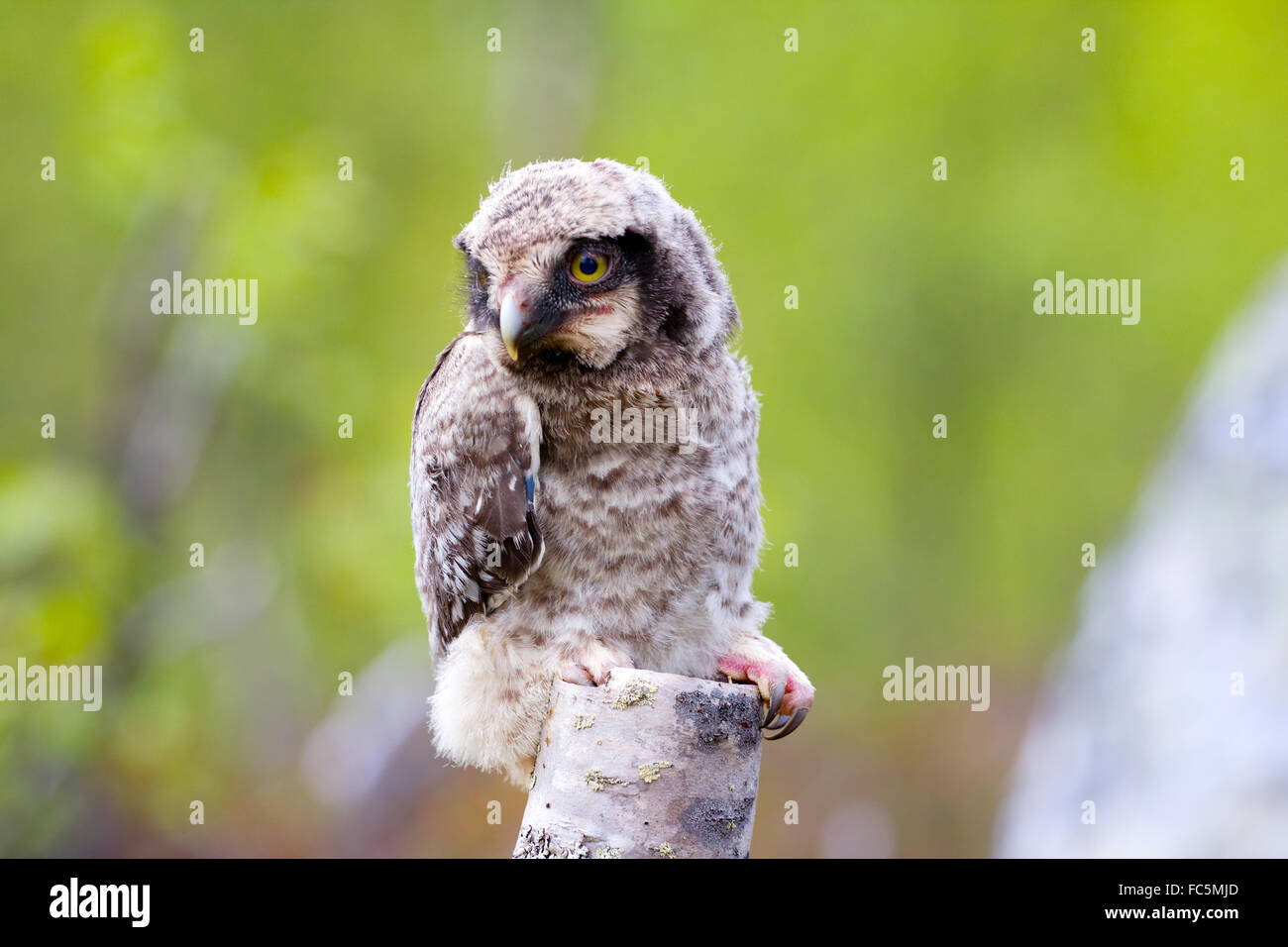 Hawk owl scandinavi in taiga Foto Stock
