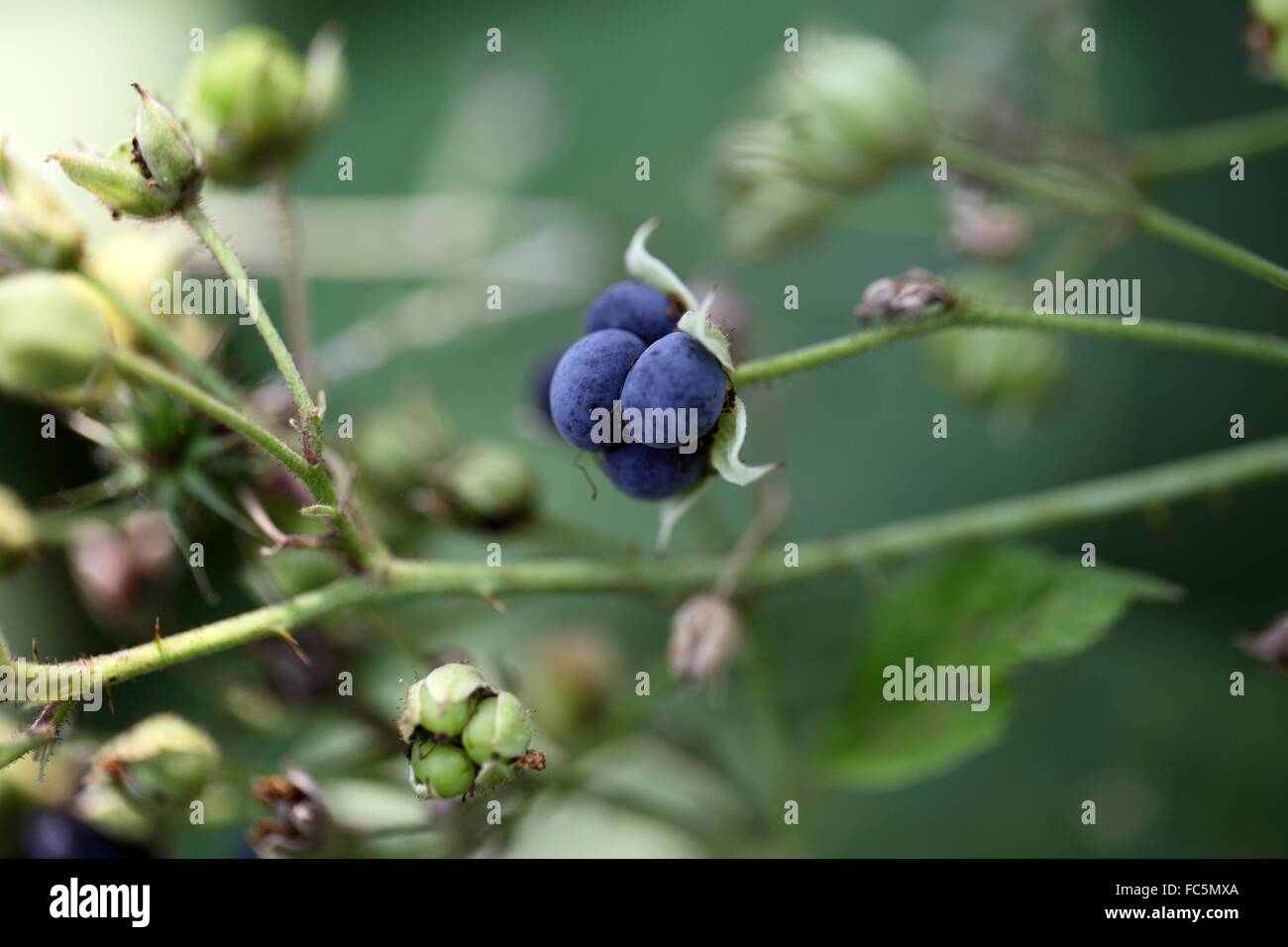 Dewberry europea Foto Stock