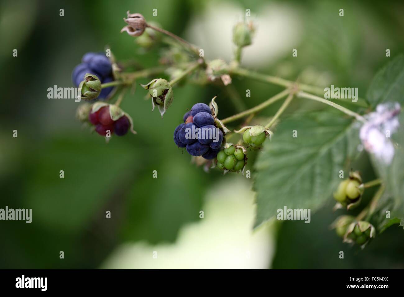 Dewberry europea Foto Stock