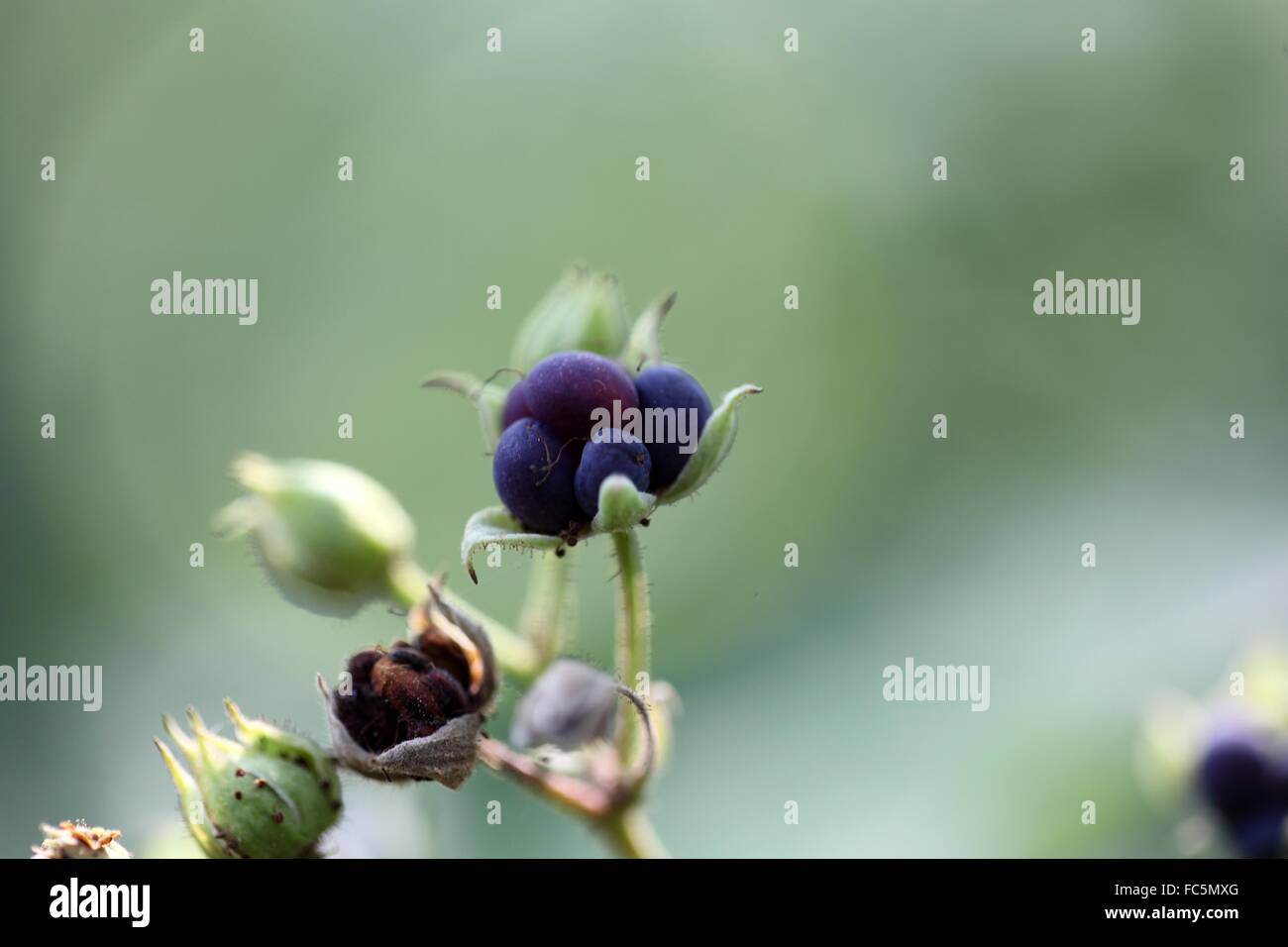 Dewberry europea Foto Stock