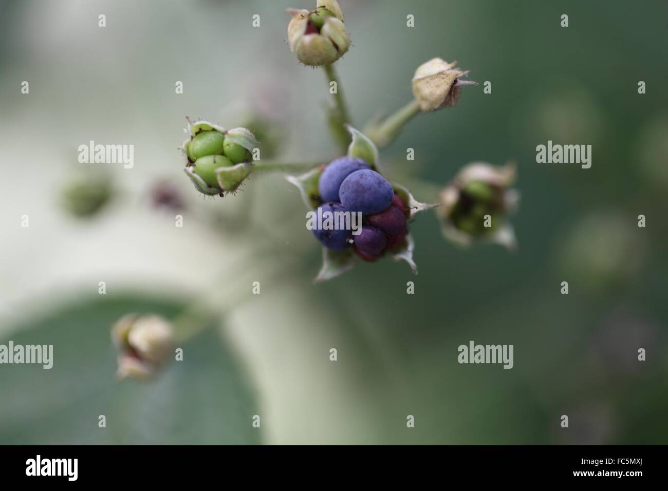 Dewberry europea Foto Stock