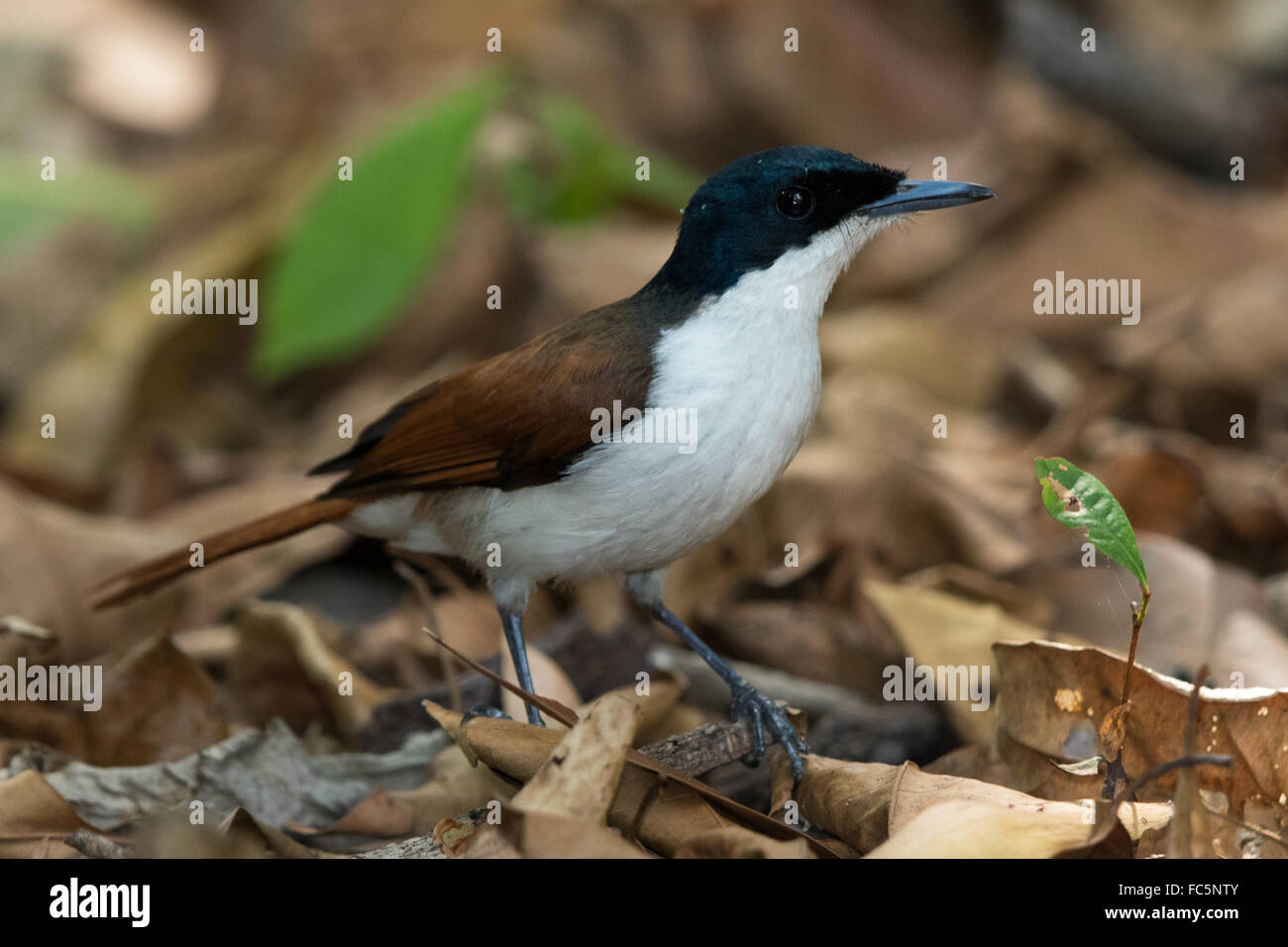 Femmina Flycatcher splendente (Myiagra alecto) Foto Stock