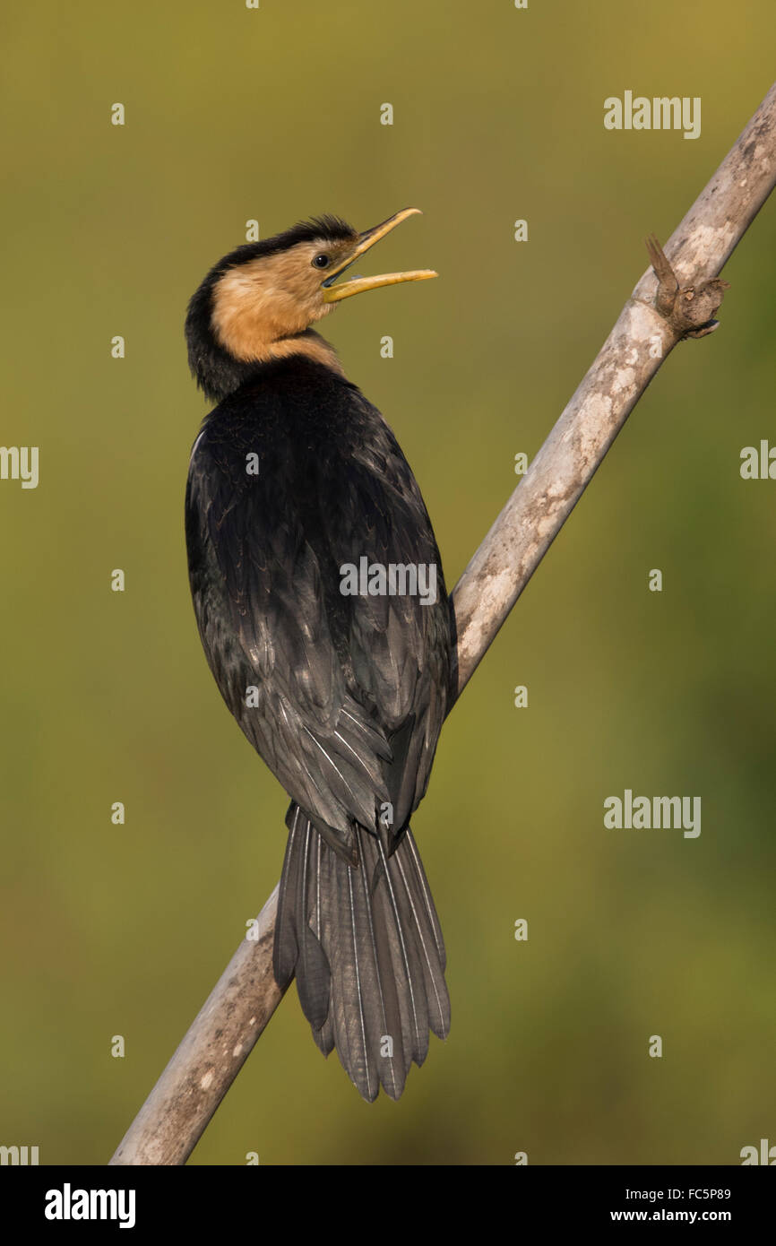 Poco Pied cormorano (Microcarbo melanoleucos) Foto Stock